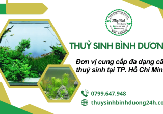 Đơn vị cung cấp cây thuỷ sinh chất lượng, giá tốt tại TP. HCM