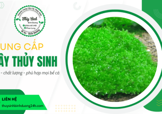 Cây thủy sinh đa dạng chủng loại tại TPHCM - Thích hợp cho mọi bể cá