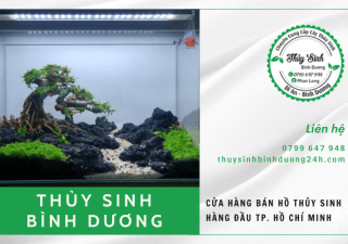 Cửa hàng bán hồ thủy sinh hàng đầu TP. Hồ Chí Minh