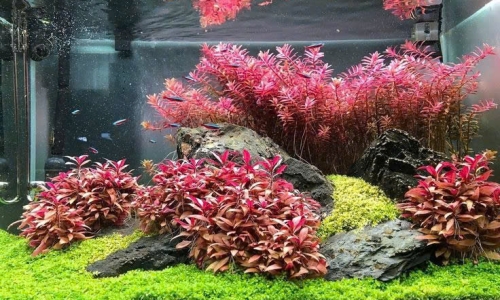 Giới Thiệu Dịch Vụ Cung Cấp Cây Thủy Sinh và Hồ Thủy Sinh Trang Trí củaThủy Sinh Bình Dương