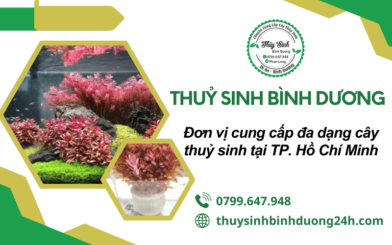 cây thuỷ sinh