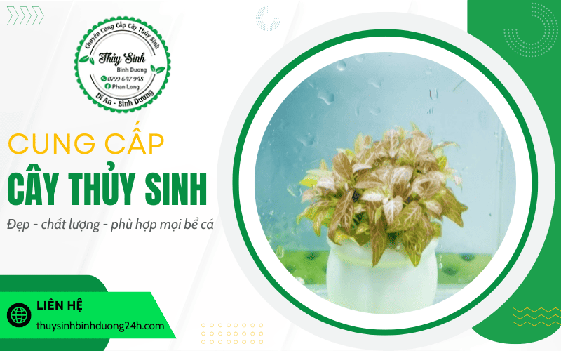 Cây thủy sinh
