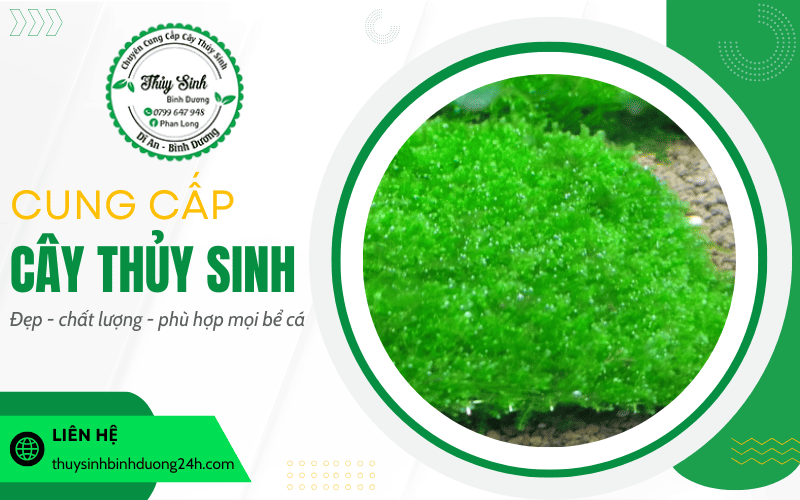 Cây thủy sinh