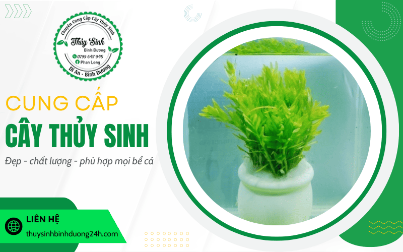 Cây thủy sinh