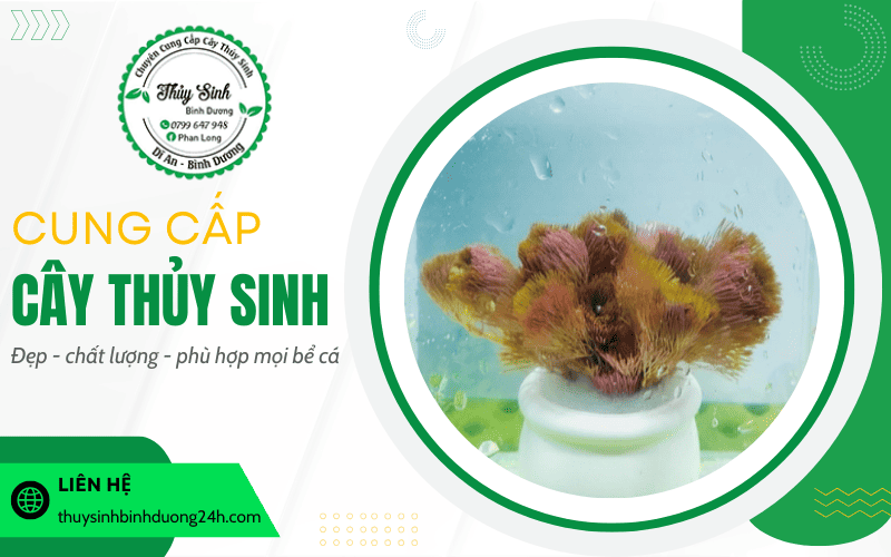 Cây thủy sinh