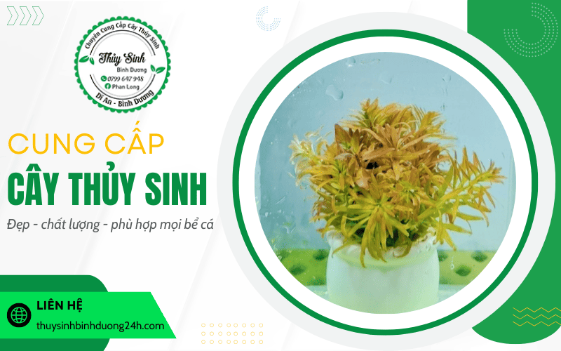 Cây thủy sinh