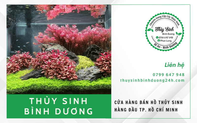 hồ thủy sinh