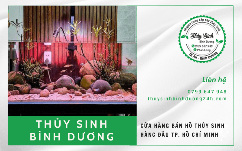 hồ thủy sinh