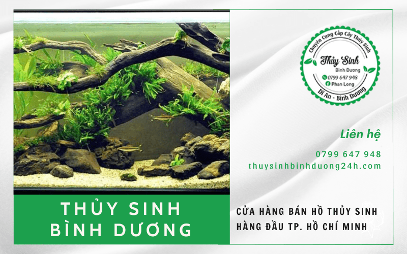 hồ thủy sinh