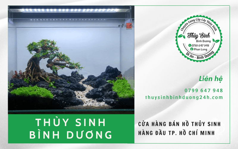 hồ thủy sinh