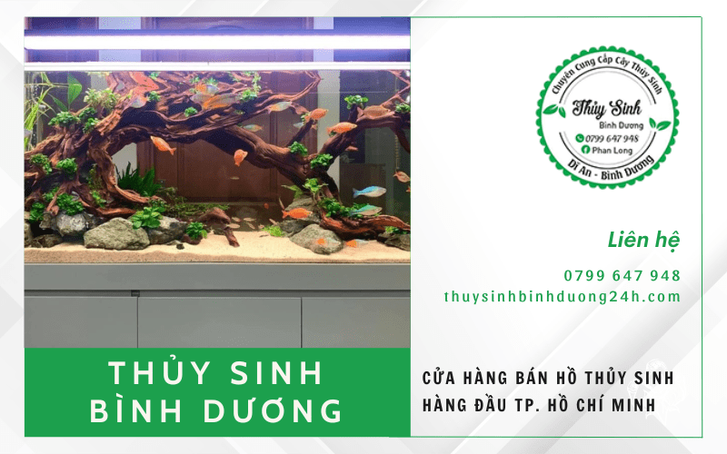 hồ thủy sinh