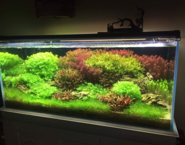 Hồ Thủy Sinh Tiểu Cảnh Cây Bể Lớn