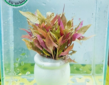 Huyết tâm lan gân trắng