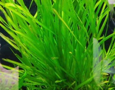 Hẹ nước lá thẳng