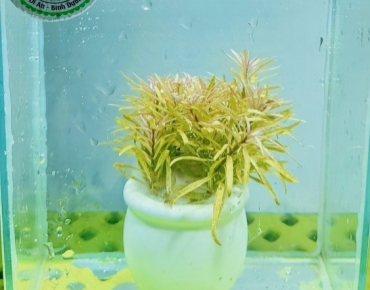 Bạch Thái Dương