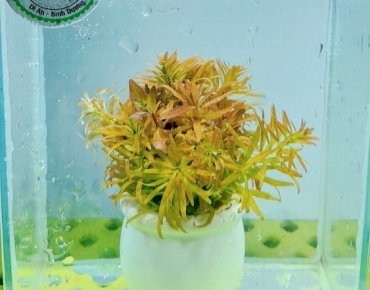 Hồng Thái Dương