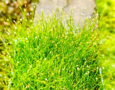 Ngưu Mao Chiên Lùn