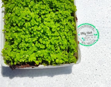 Trân Châu Ngọc Trai