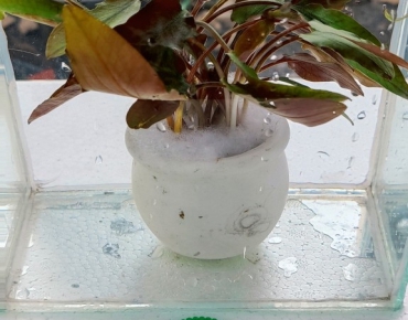 Tiêu Thảo Lá Đào