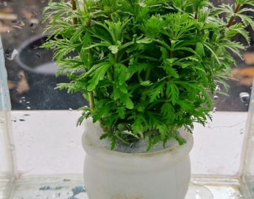 Tiểu Bảo Tháp Cạn