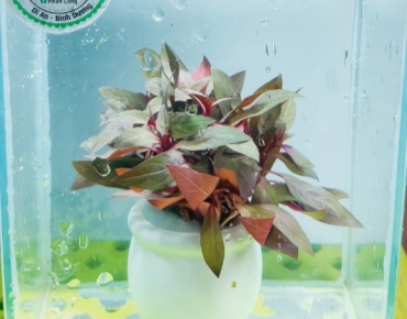 Đại Hồng huyết