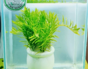 Rotala xanh lá kim