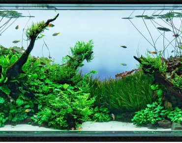 Hồ Thủy Sinh Tiểu Cảnh Cây Mẫu Bể Lớn