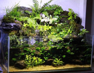 Hồ Thủy Sinh Tiểu Cảnh Núi Đá