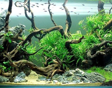 Hồ Thủy Sinh Cây Kết Hợp Đá