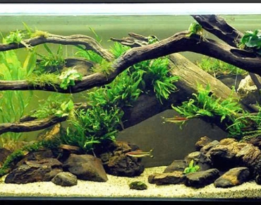Hồ Thủy Sinh Mẫu Cây Nguyên Khối