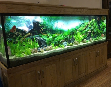 Hồ Thủy Sinh Tiểu Cảnh Kết Hợp