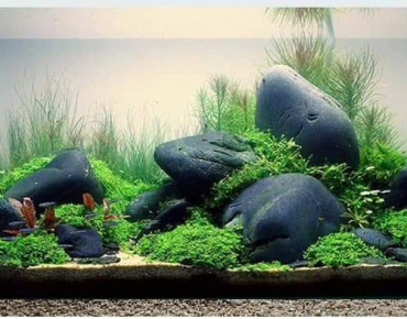 Hồ Thủy Sinh Đá Bể Lớn