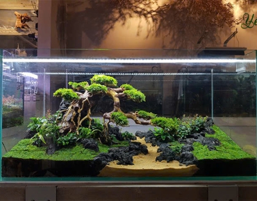 Hồ Thủy Sinh Trang Trí Nhà Hàng