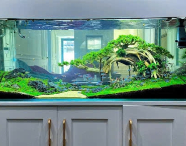 Hồ Thủy Sinh Trong Nhà