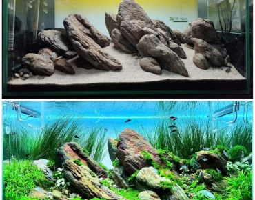 Hồ Thủy Sinh Núi Đá