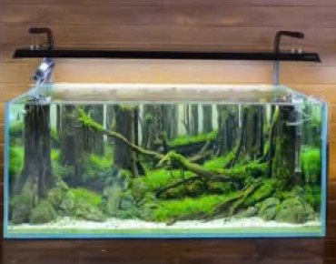 Hồ Thủy Sinh Gốc Cây Kết Hợp Đá