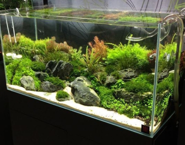 Hồ Thủy Sinh Mẫu Cây Bể lớn