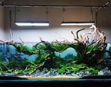 Hồ Thủy Sinh Gốc Cây Bể Lớn