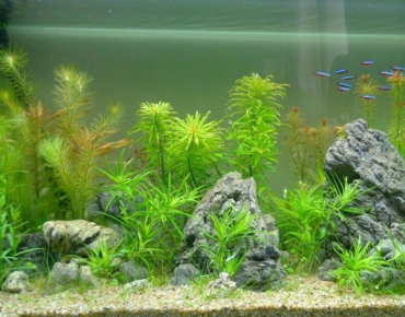 Hồ Thủy Sinh Tiểu Cảnh Cây Bể Nhỏ