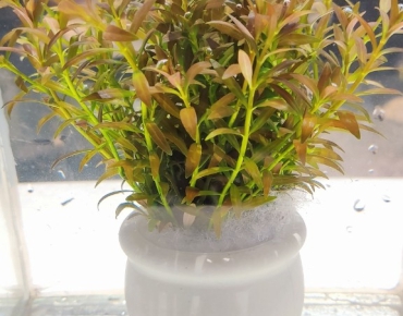 Diệp tài hồng lá kim