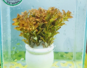 Diệp tài hồng lá cam