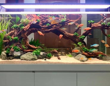 Hồ Thủy Sinh Gốc Cây Mẫu Bể Lớn