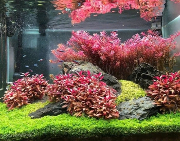 Hồ Thủy Sinh Tiểu Cảnh Cây Kết Hợp