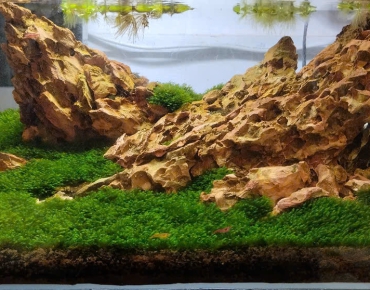 Hồ Thủy Sinh Tiểu Cảnh Đá Bể Lớn Kết Hợp Rêu