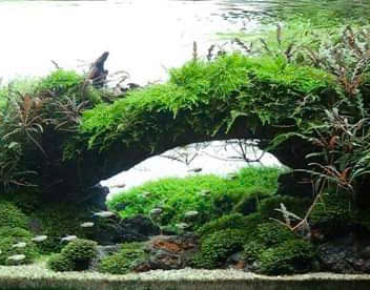 Hồ Thủy Sinh Tiểu Cảnh Núi Đá Bể Lớn