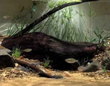 Hồ Thủy Sinh Tiểu Cảnh Đá Bể Lớn